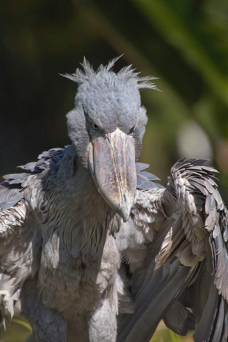 Shoe bill stork looking as terrifying as ever.jpg