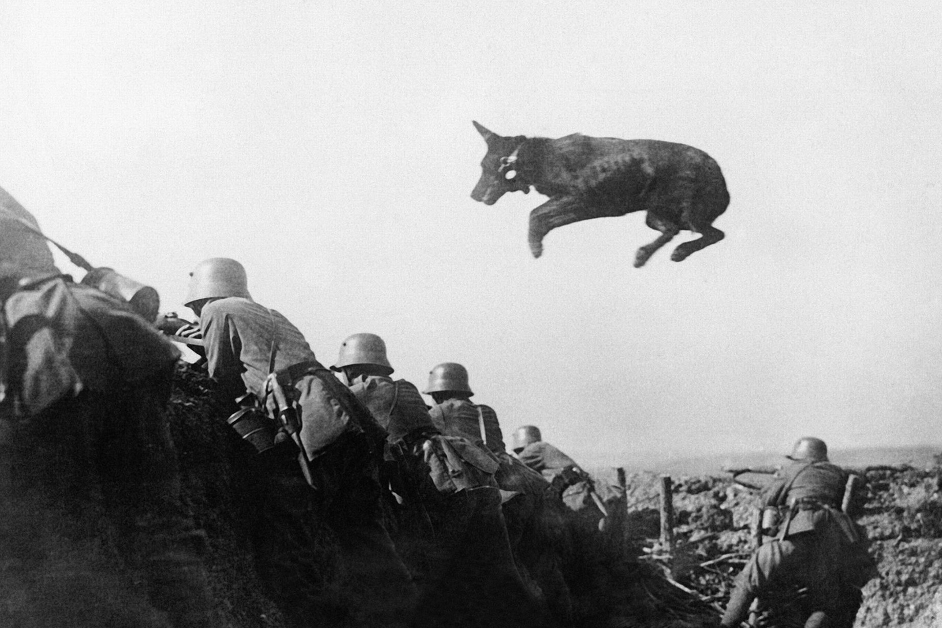 German mail dog on the front line. 1918.jpg