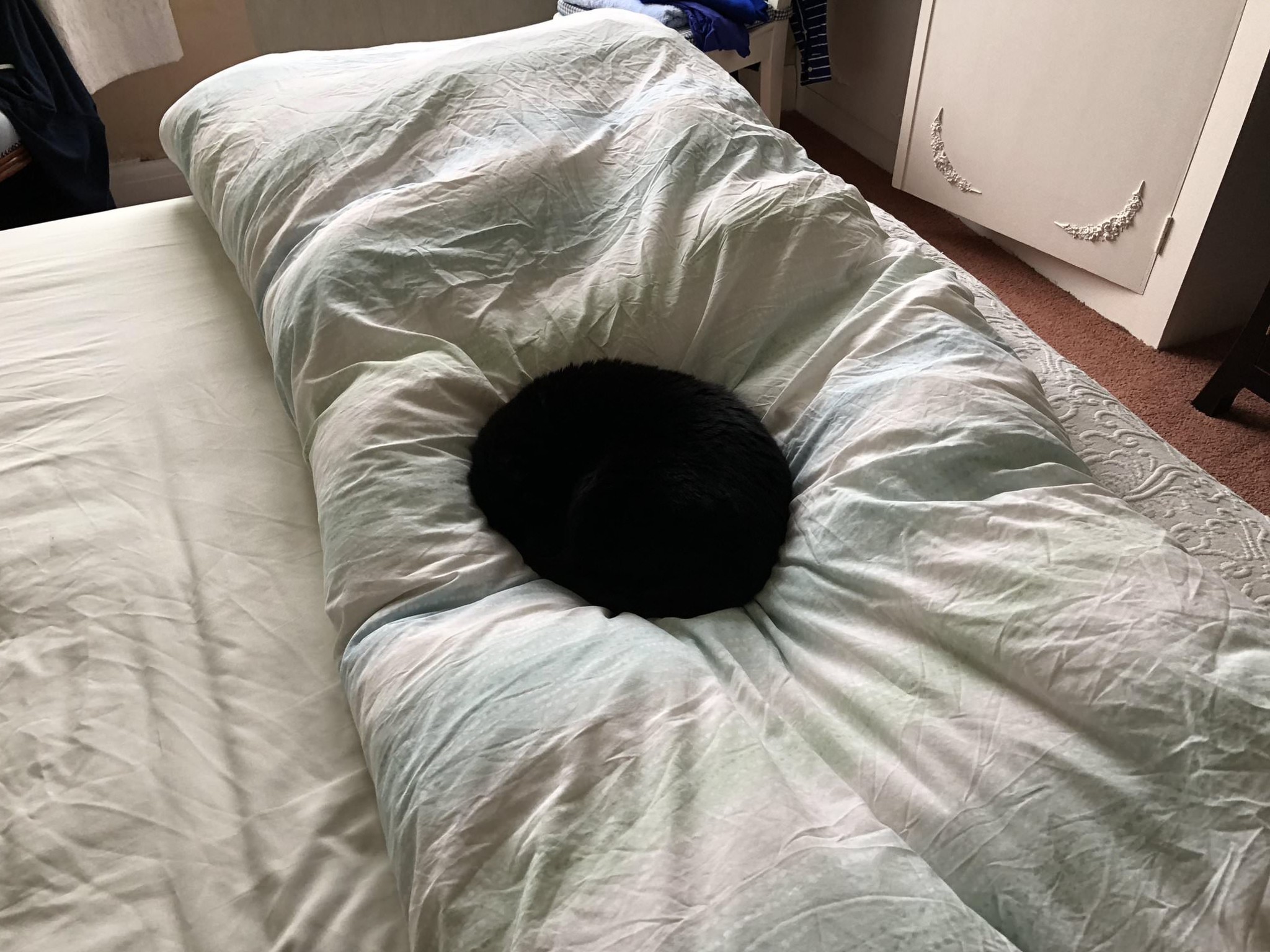 This cat looks like a black hole warping space-time.jpg