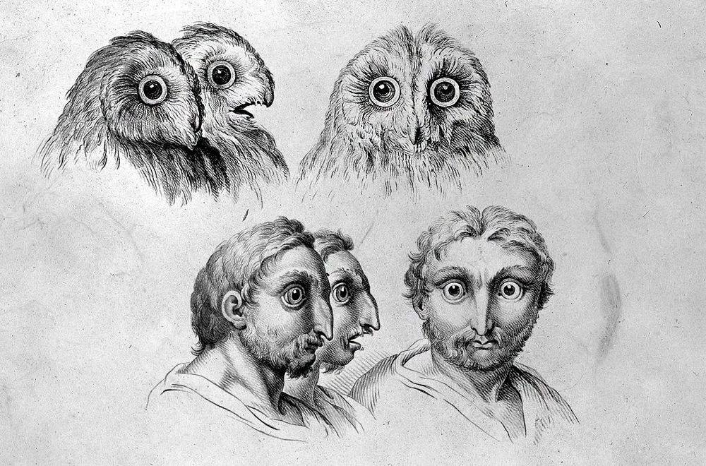 Charles Le Brun, Physiognomics drawings, 1806.jpg