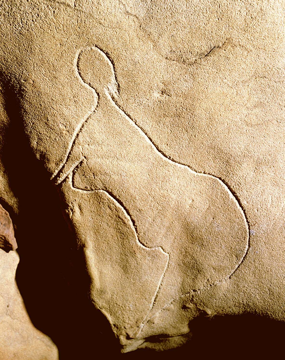 A 25,000-year-old engraving of a woman at Cussac cave in France. The cave contains over 150 Paleolithic artworks as well as several human remains.jpg