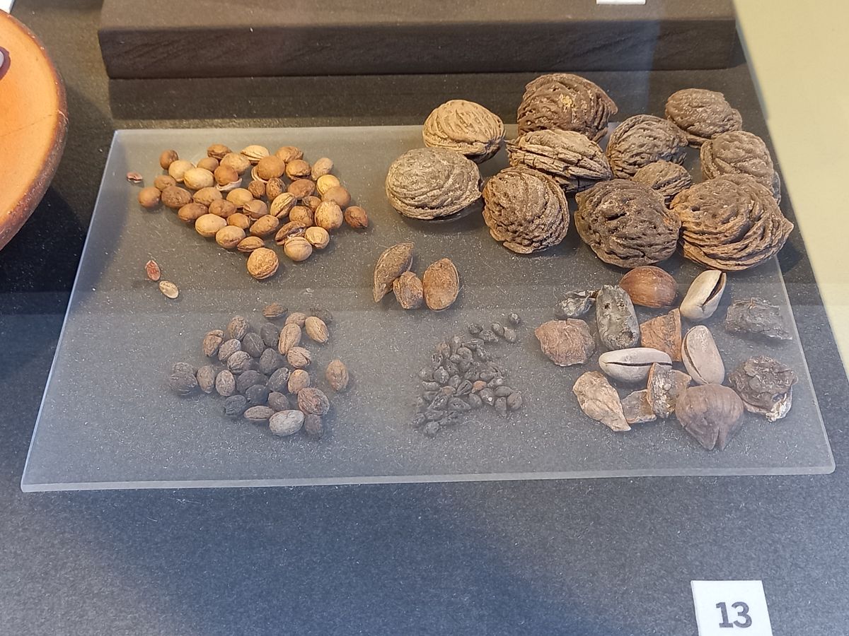 Numerous traces of ancient snacks have been discovered under the Colosseum - figs, grapes, cherries, blackberries, walnuts and others.jpg