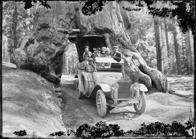Tour bus traveling thru the 'Tunnel Tree' in Yosemite National Park, California, 1920's.jpg