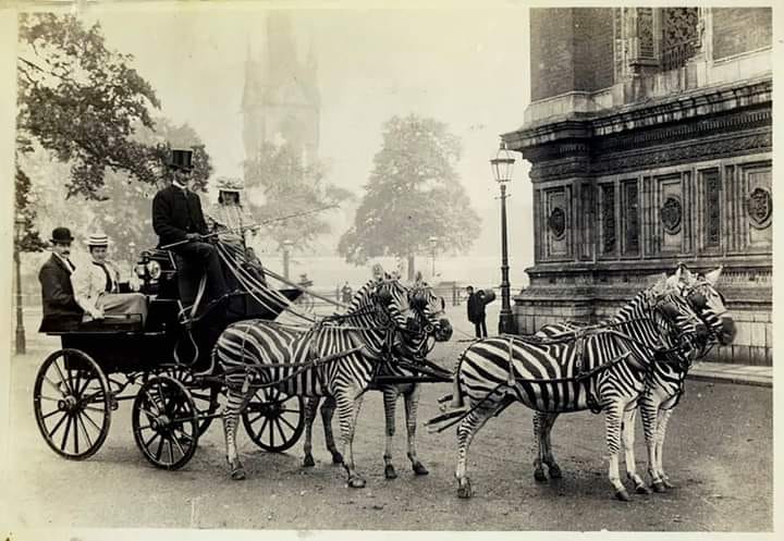 Lionel Walter Rothschild's zebra carriage as it appeared on the streets of London in 1894.jpg