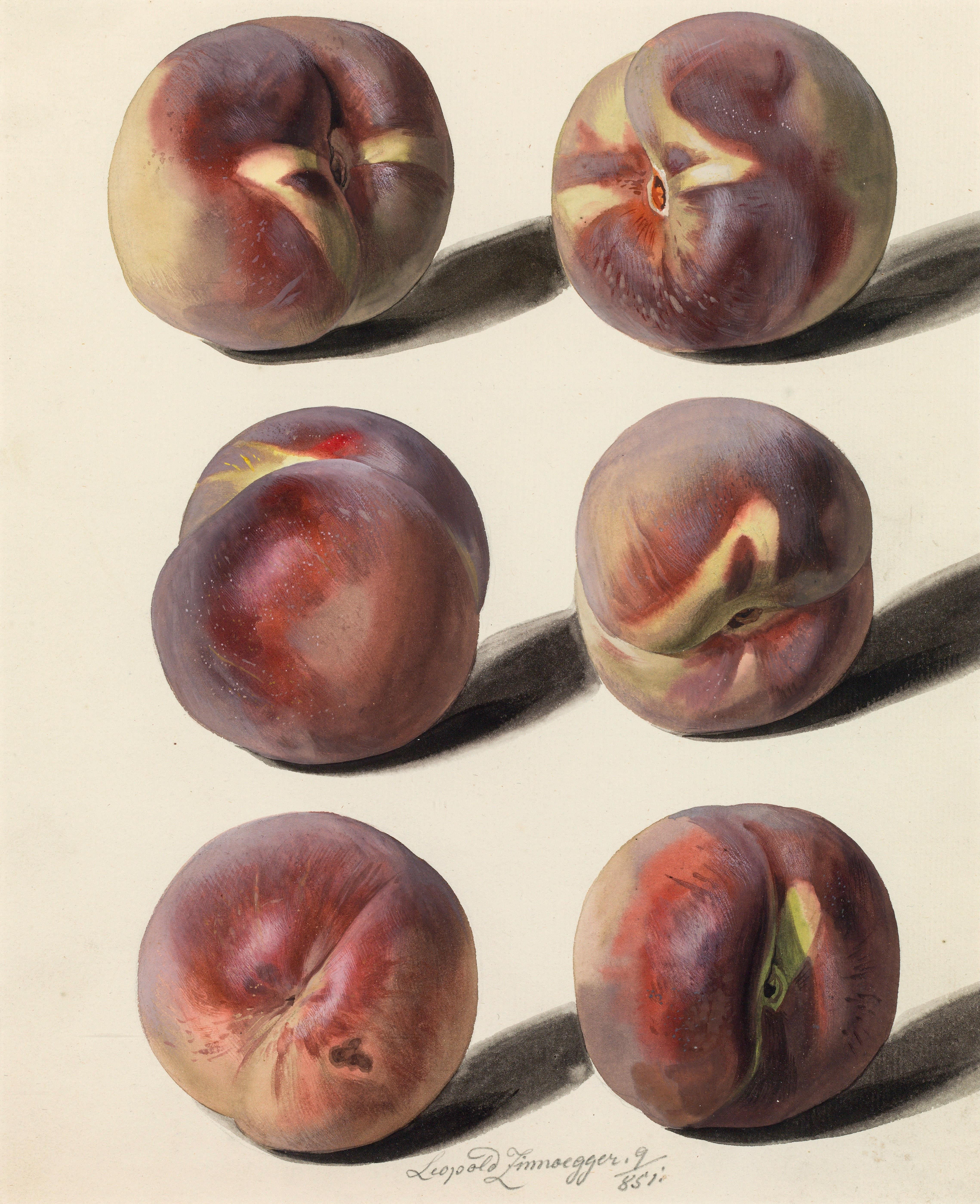 Leopold Zinnögger - Peaches (1851).jpg