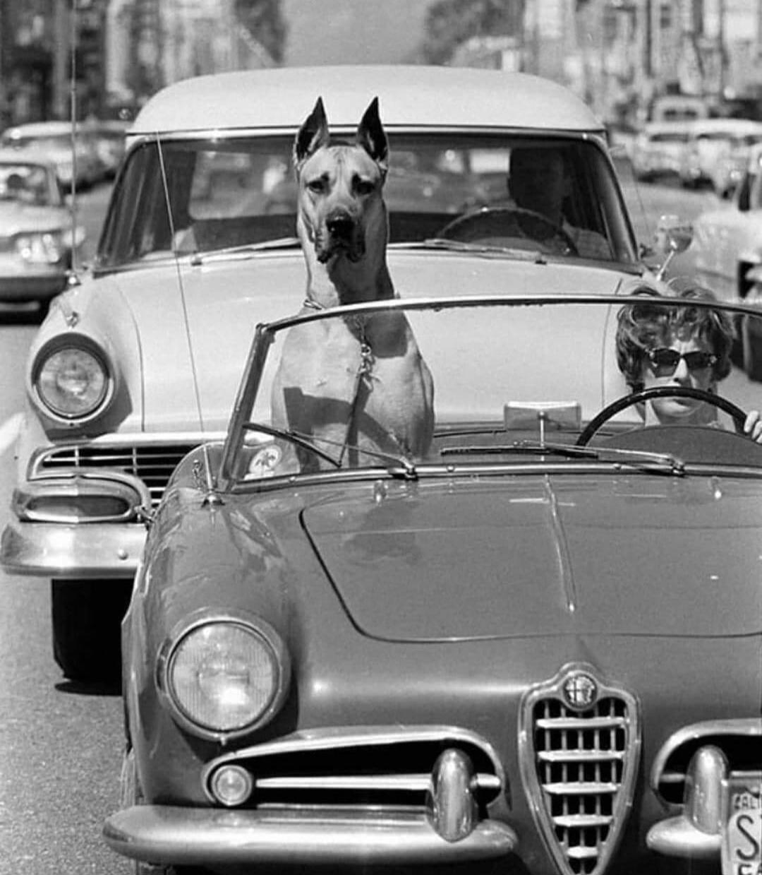 Woman driving sports car around Hollywood with Thor the great dane riding shotgun, 1961.jpg
