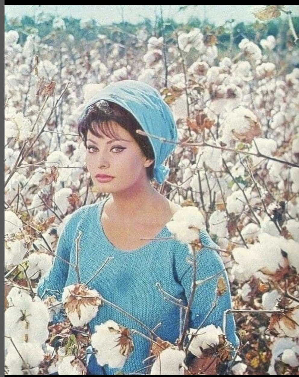 Sophia Loren looking impossibly glamorous in the cotton fields of Uzbekistan (or the Uzbek SSR as it then was) in 1974.png