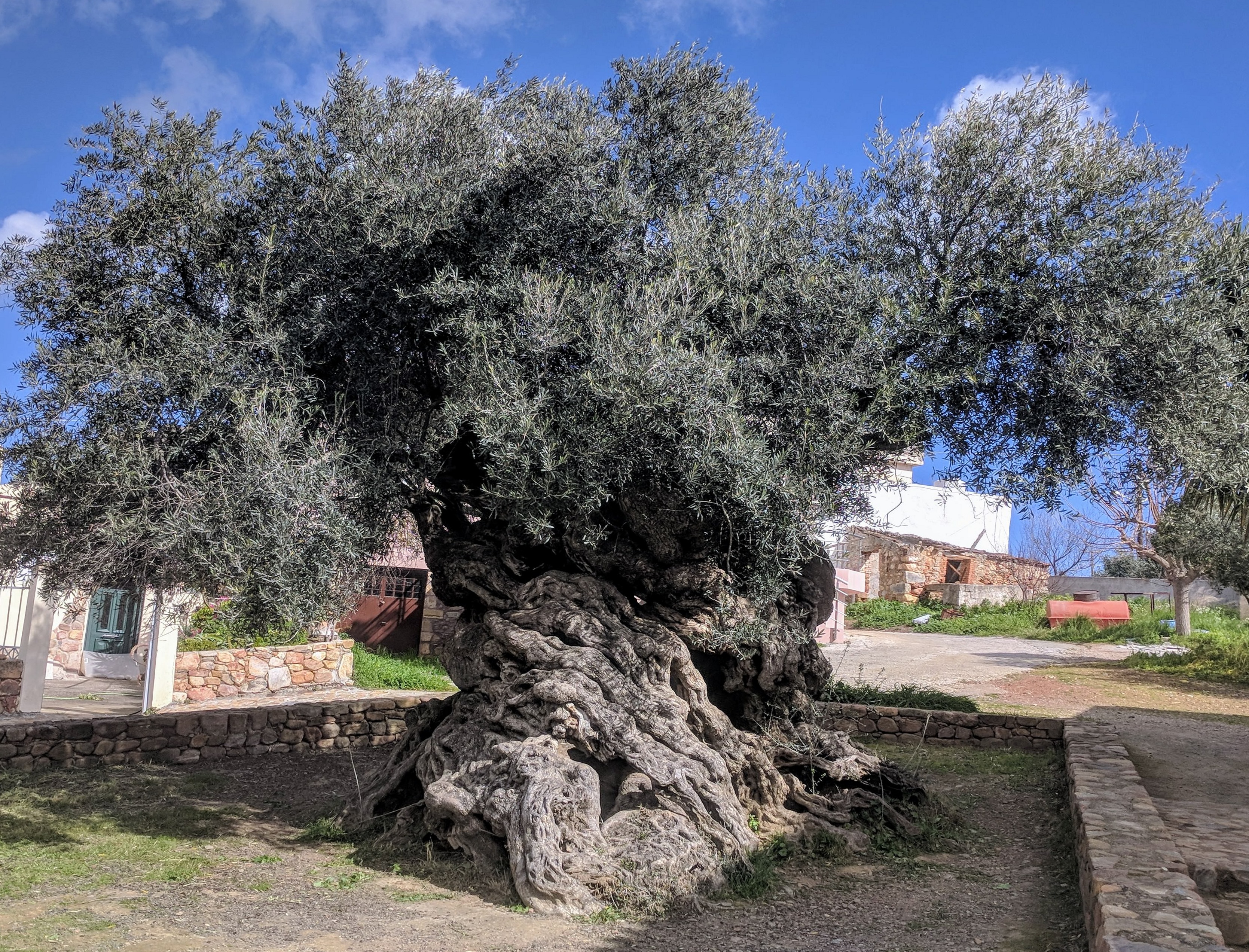 This olive tree in Crete is 3000 years old.jpg