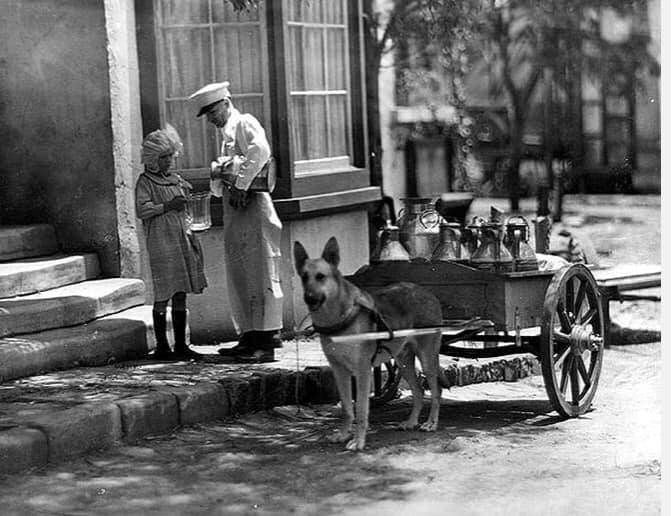 1910 Milkman pouring a pitcher of milk, in front of his dog-drawn milk cart.png