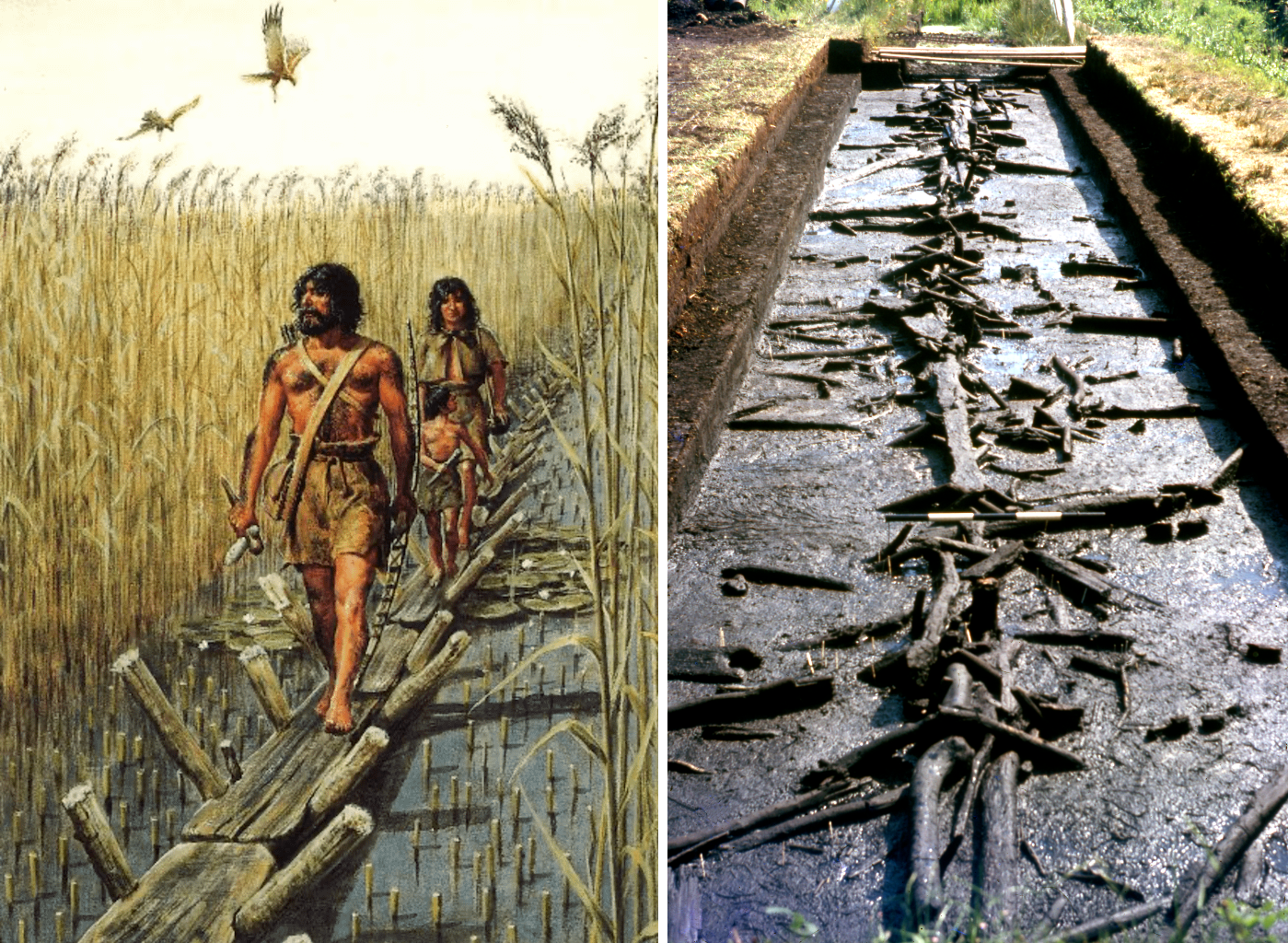 The Sweet Track is a 5830-year-old Neolithic timber walkway, located in the Somerset Levels in England and discovered in 1970.png