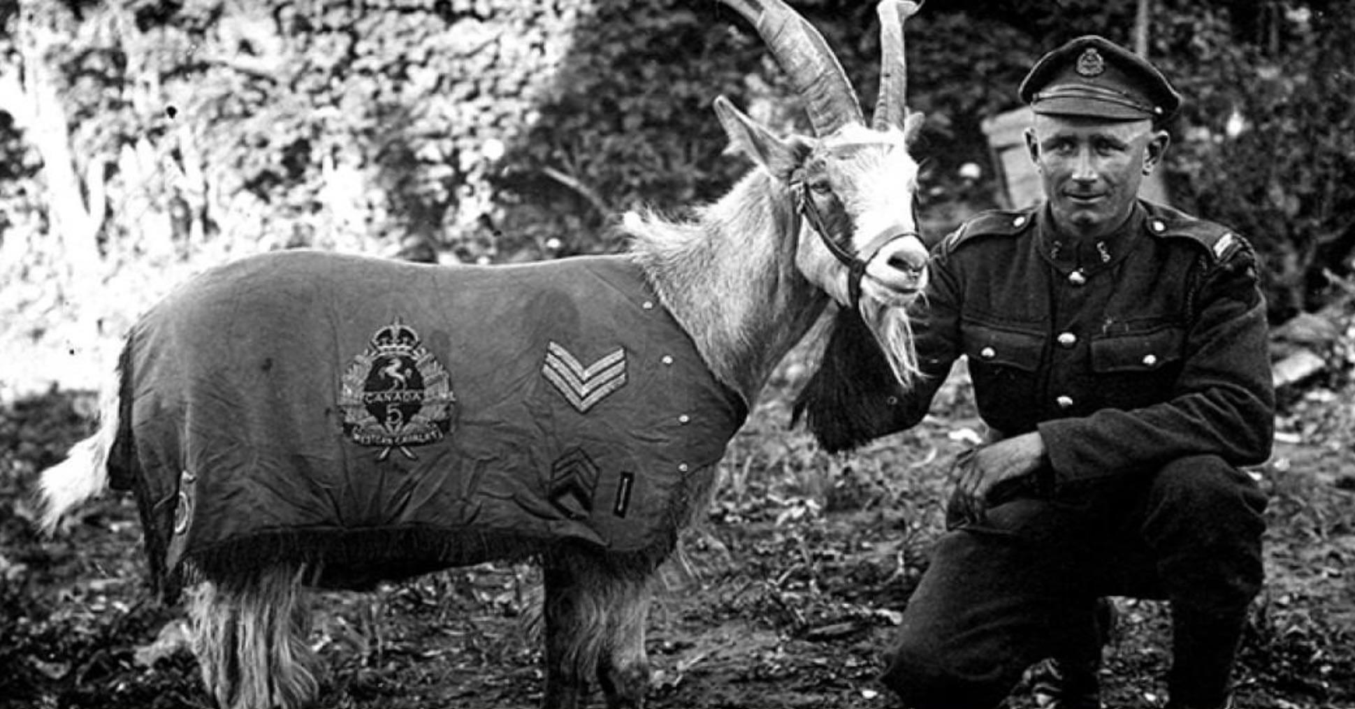 Canadian armed forces official goat, circa 1916. Goat attended battles though did not actively participate in the fighting.jpg