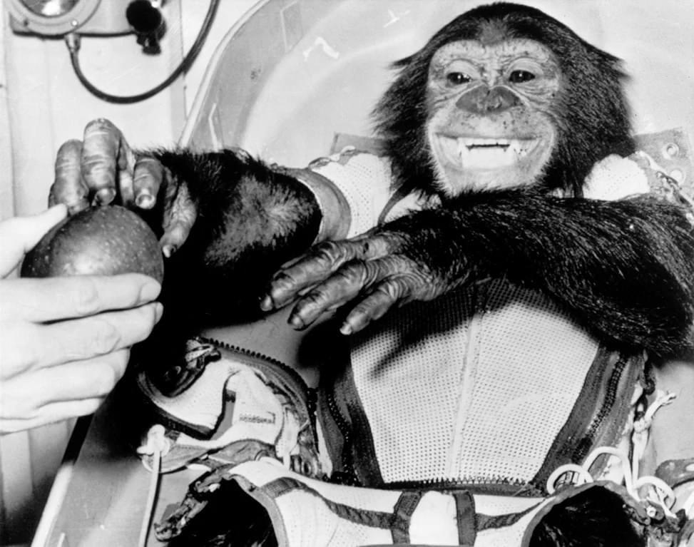 A chimpanzee astronaut receives an apple after the first successful space flight, USA, 1961.jpg