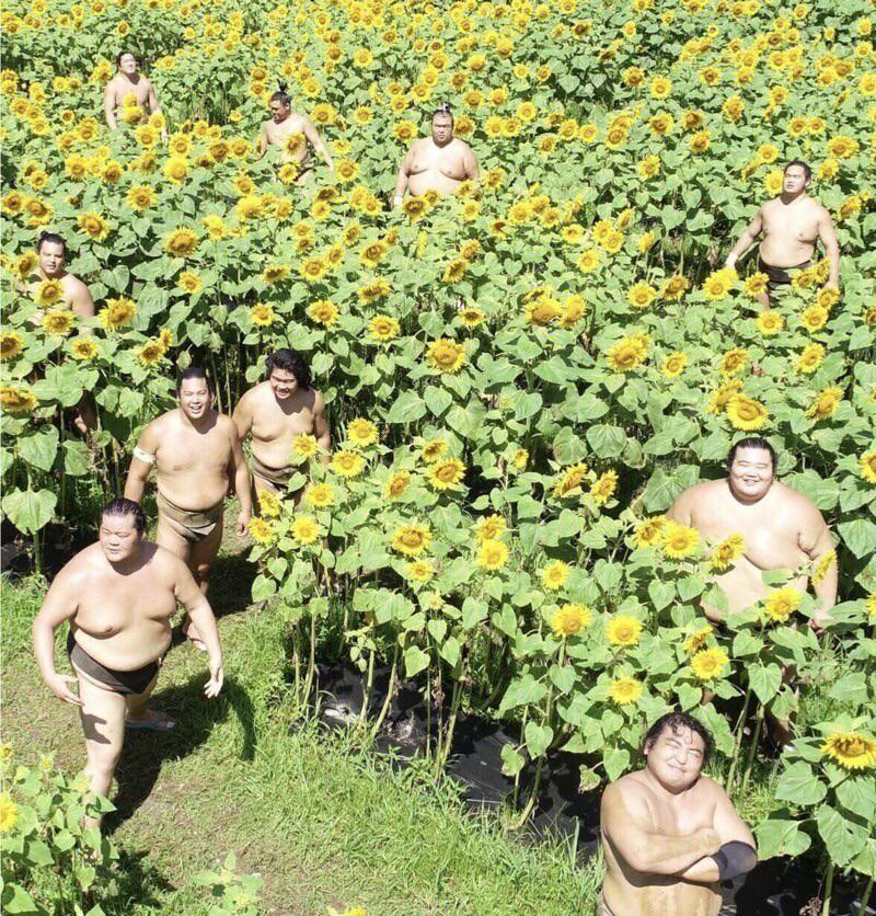 Sumo wrestlers are resting on a field of sunflowers. Japan, 1960.jpg