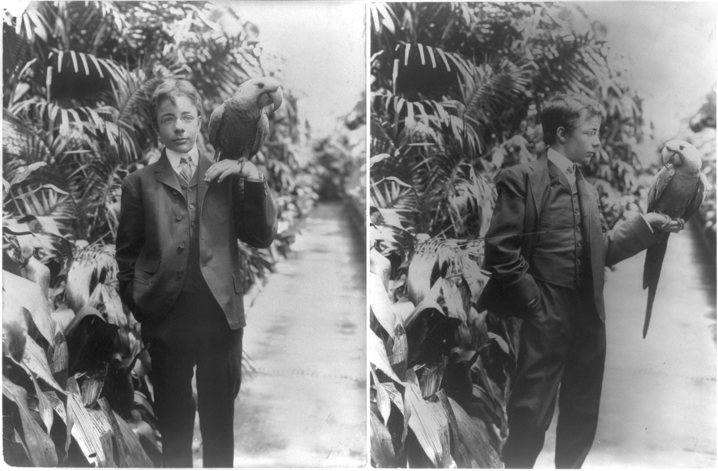 Theodore Roosevelt, Jr. and, Eli, a blue macaw species now considered extinct in the wild, 1902.jpg