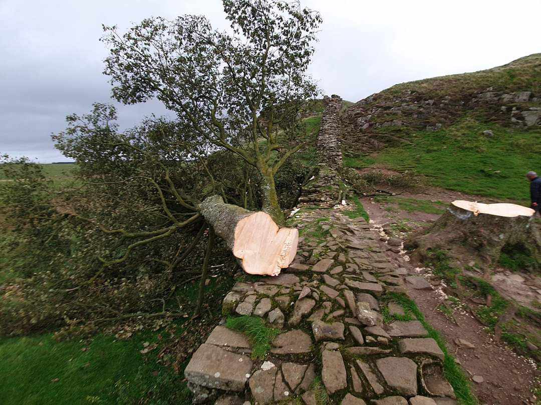 Vandals have cut down the 300 yr old tree at Sycamore Gap - Hadrian's Wall (Northumberland, England).jpg