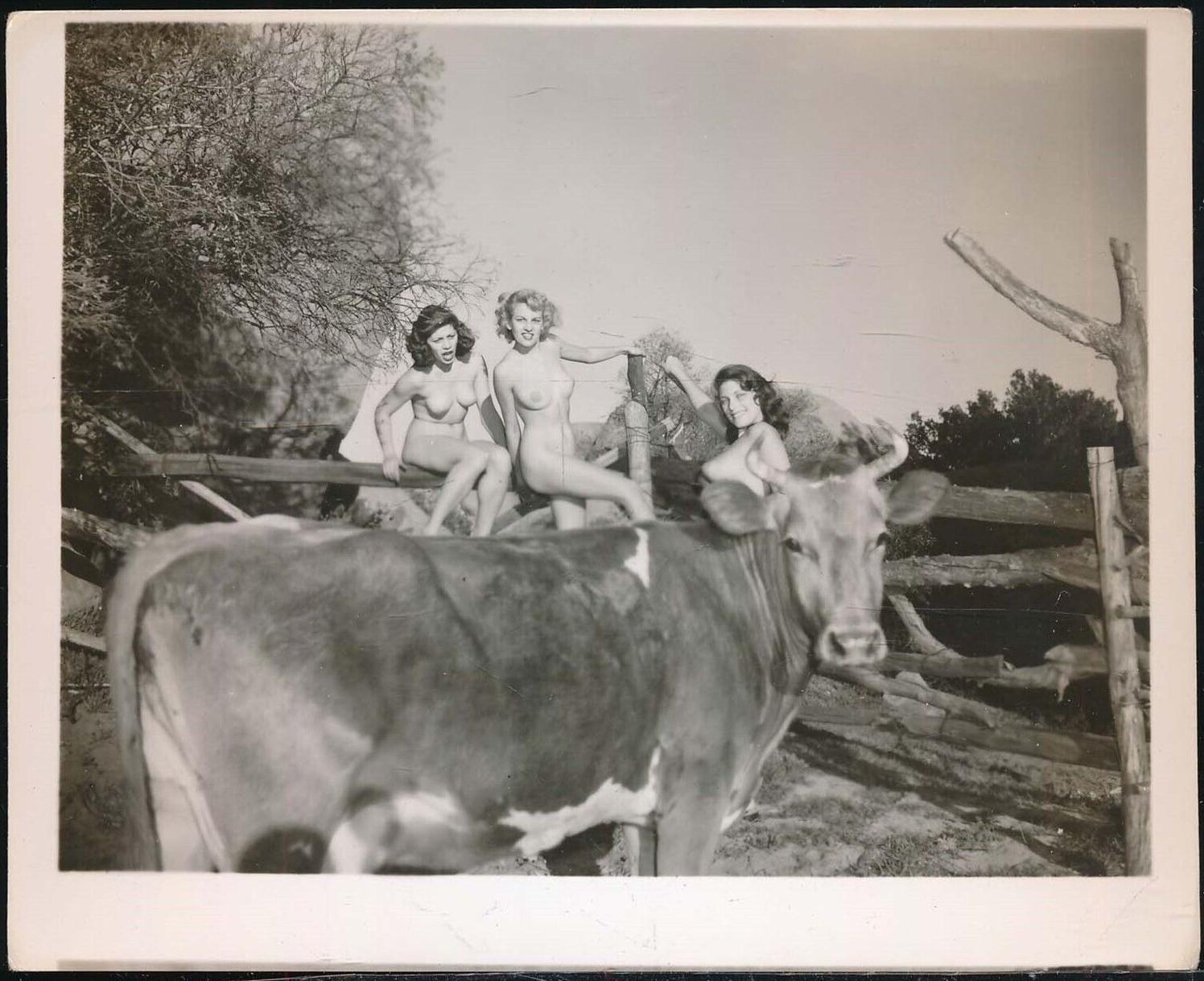 A Very Handsome Ox (Late '50s - Early '60s).jpg