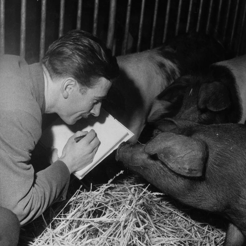 Animator Eddie Radage busy sketching pigs on a farm in Hertfordshire for Animal Farm.jpg