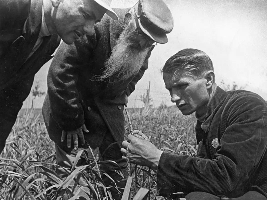 Biologist Trofim Lysenko rejected evolution and genetics and thought he could teach crops to grow desired traits via the power of collectivism.jpg