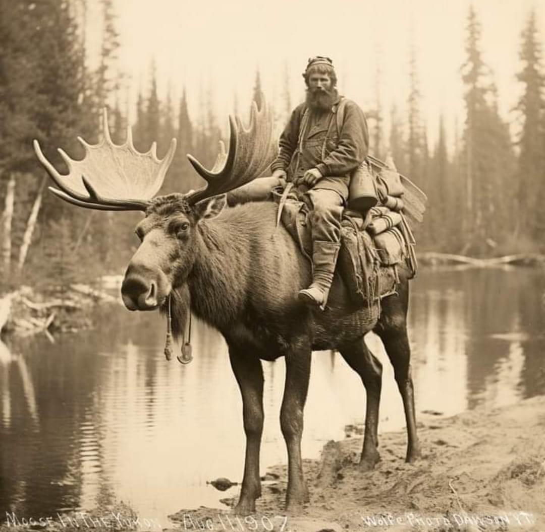 Mountain Man with his Moose in the Yukon, 1907.jpg