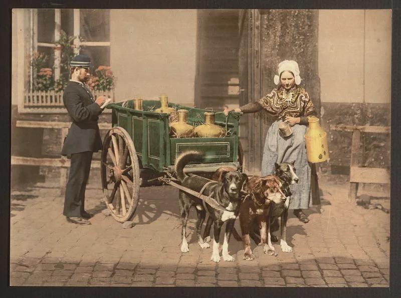 Milk lady in Antwerp with her dog-sleigh getting fined, 1900-1910.jpeg