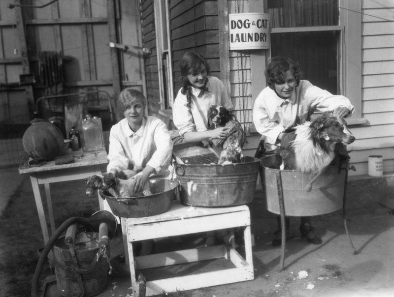 1928. Washing pets at the Dog and Cat Laundry.jpeg