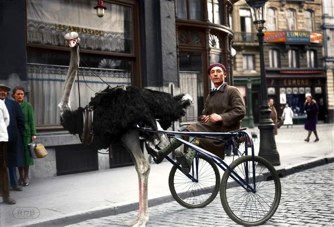 An ostrich jockey on the streets of Brussels, Belgium photographed in 1933 by Jacques Hersleven. Credit RDB Colors.jpeg