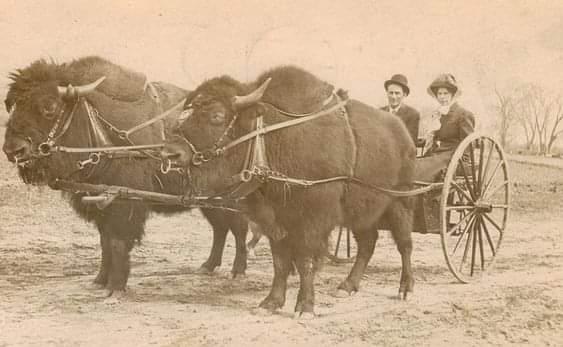 American Bison pulling a couple around Sioux Falls, South Dakota 1885.jpeg