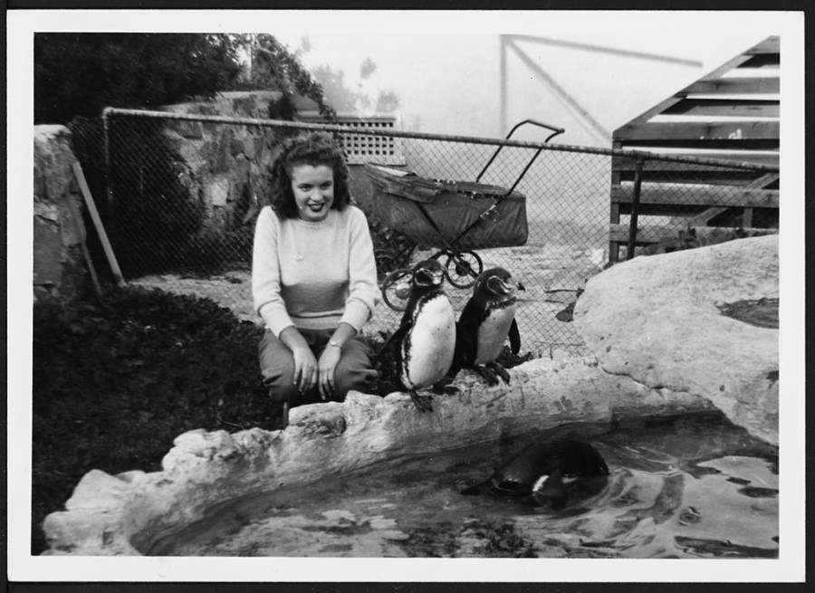 Norma Jeane Mortenson plays with penguins at the zoo. California. 1941.jpg