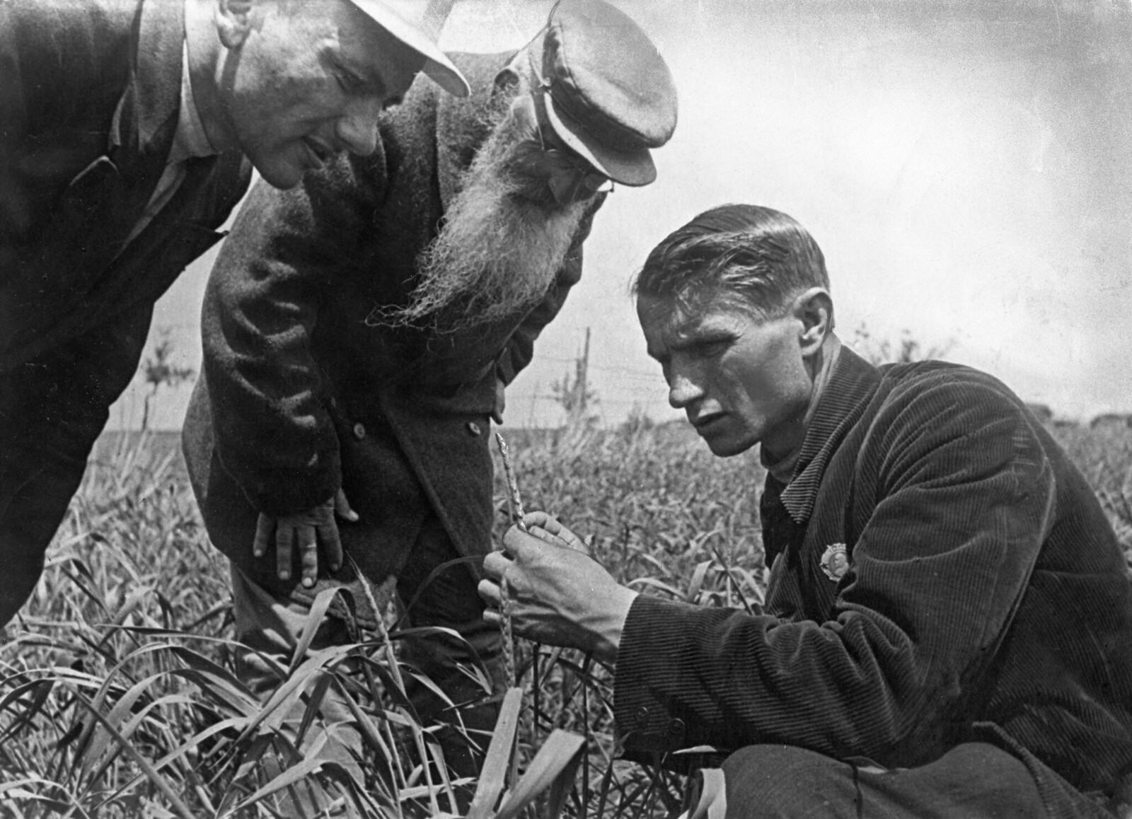 TrofimLysenko measuring the growth of wheat on one of the kolkhoz fields near Odessa, 1930s..jpg