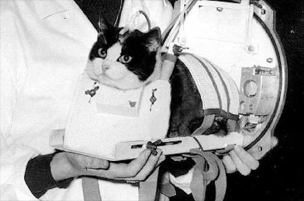 Félicette, the first cat in space (1963).jpeg