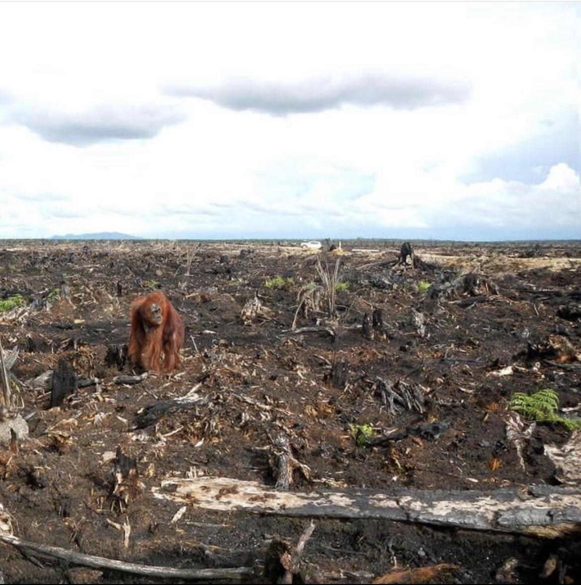 An orangutan strolls through remains of a former rainforest.jpeg