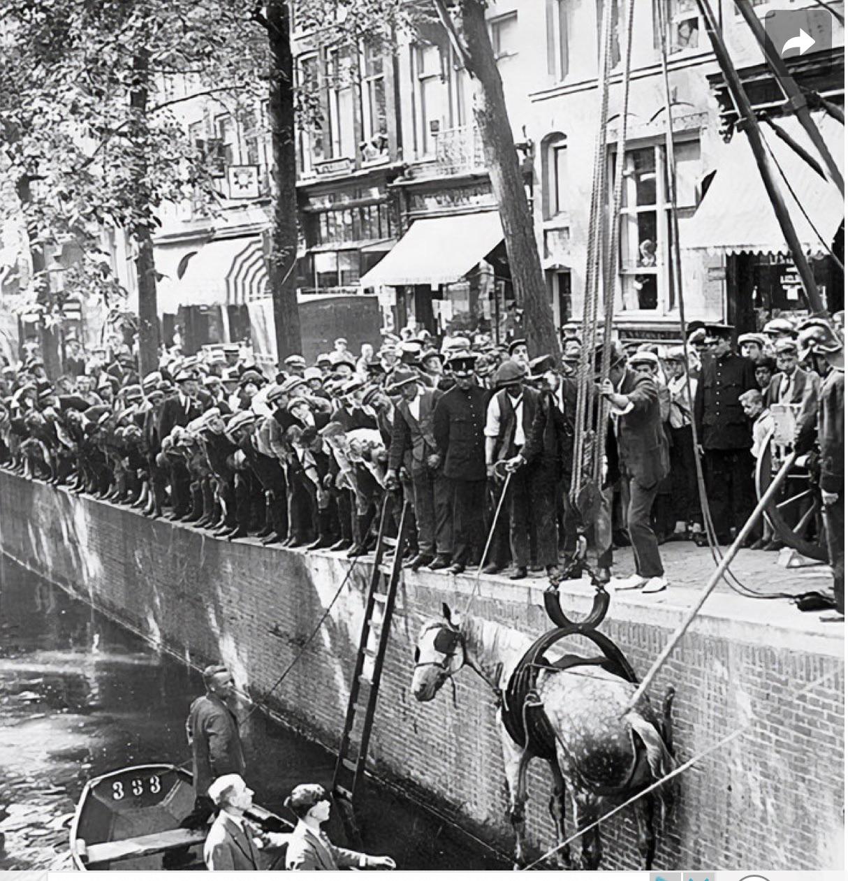 Horse Rescue from Amsterdam Canal 1929.jpeg