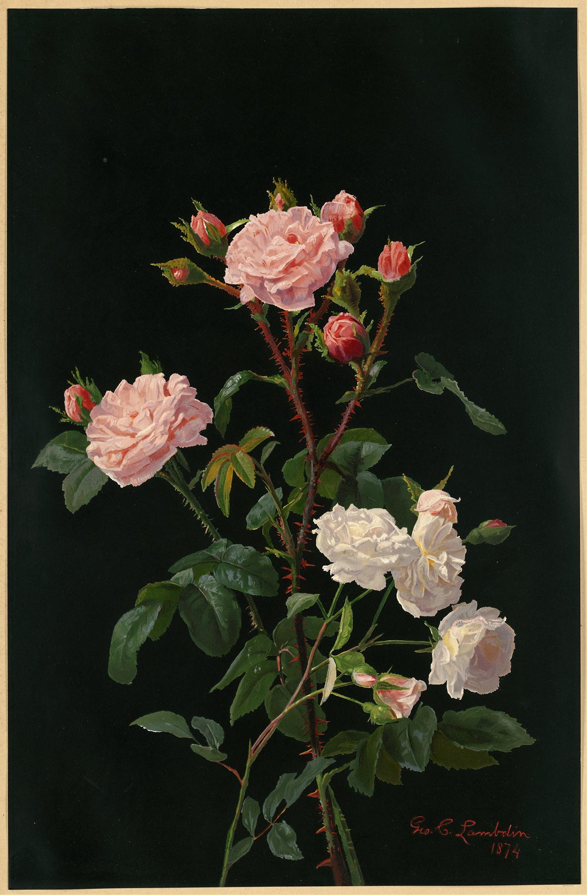 George Cochran Lambdin (1830-1896), Pink and White Roses.jpeg