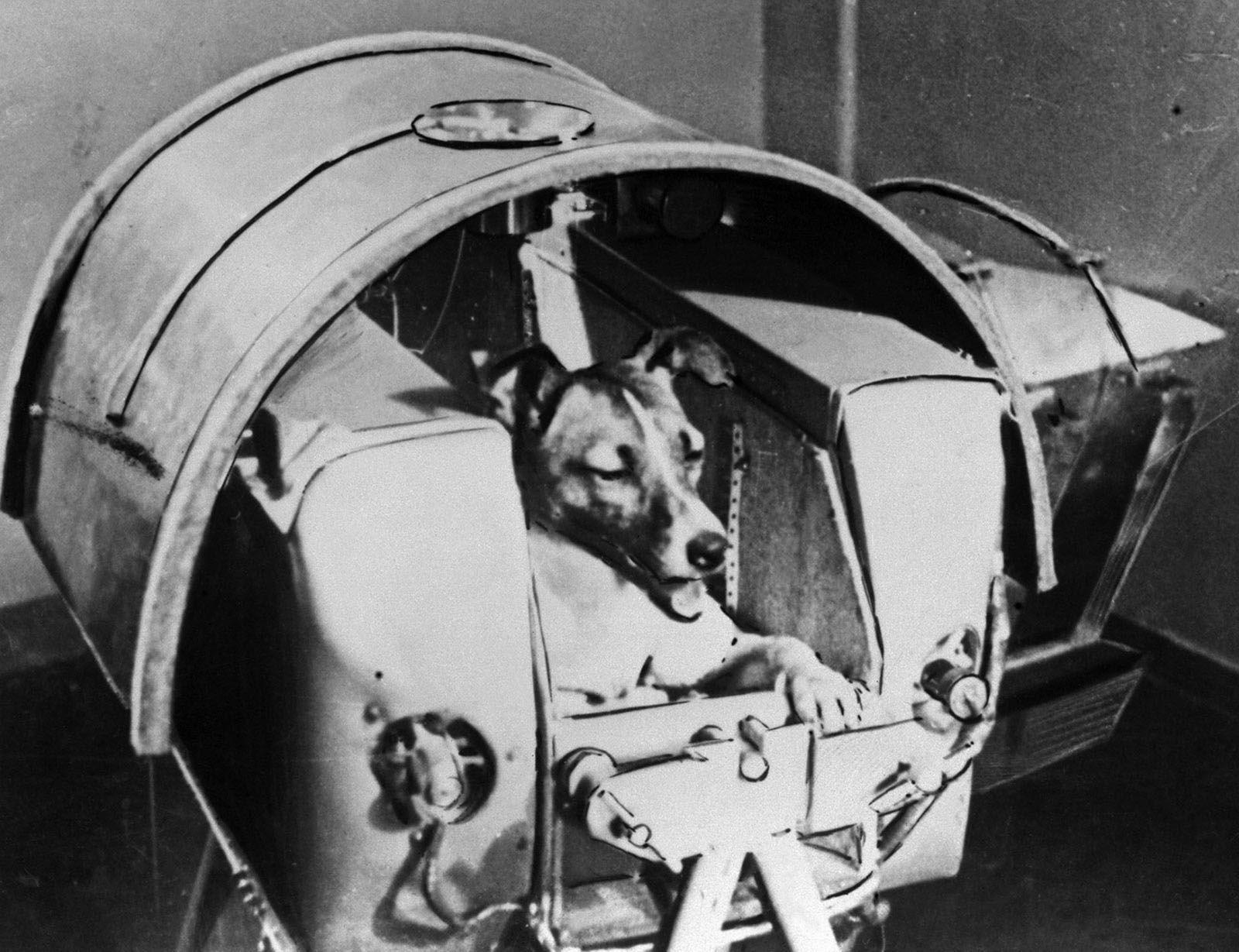 Laika the space dog.jpeg