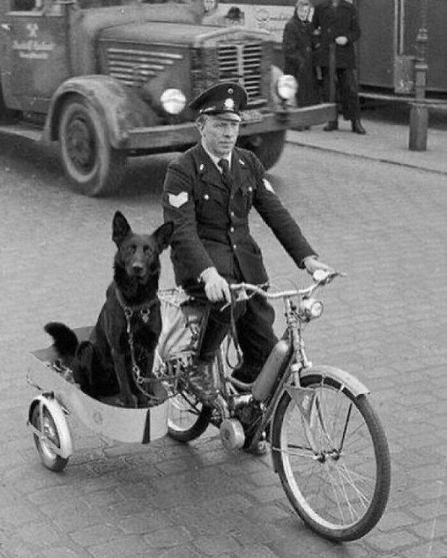 A police officer and his dog riding a motorcycle circa 1930.jpeg