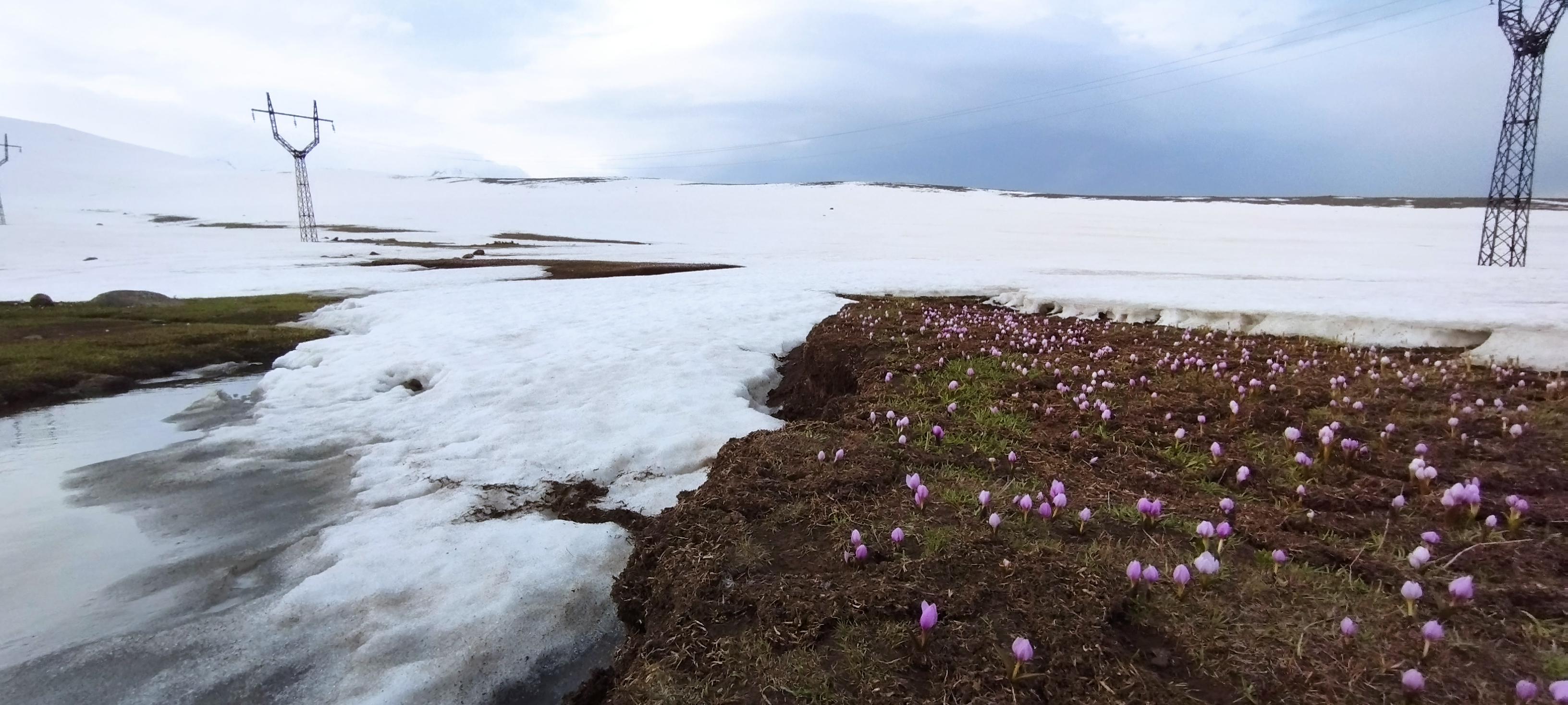 Snowdrops. Spring on Aragats mountain, Armenia. Altitude 4000m, photo taken at ~3500m.jpeg