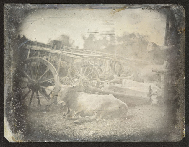 The earliest known photograph of a living animal, taken by French photographer Joseph-Philibert Girault de Prangey, Rome, between April and July 1842.jpg