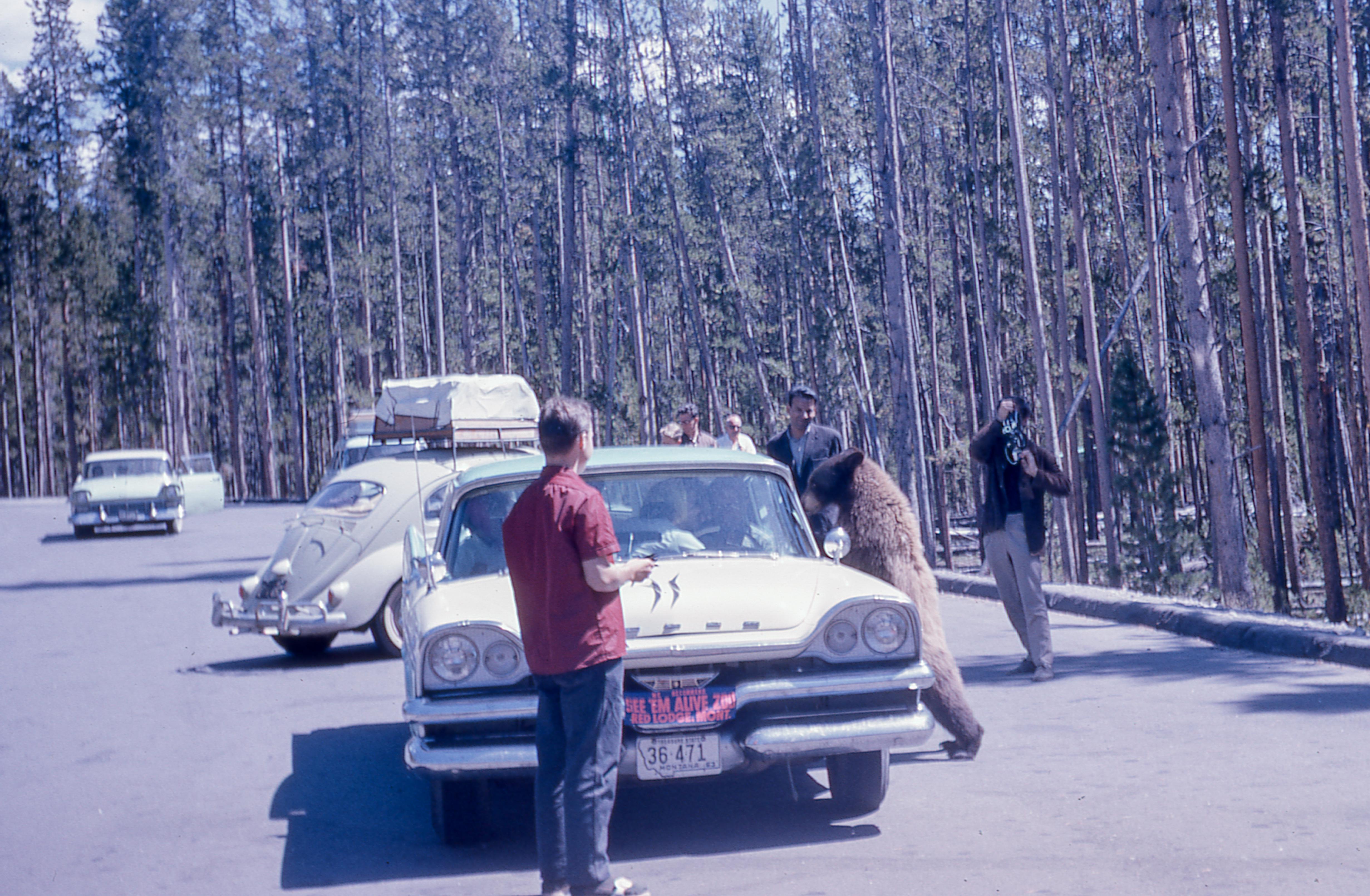 A bear leaning into a tourist's car, 1963. Taken by my great-grandpa while on a trip to California.jpeg