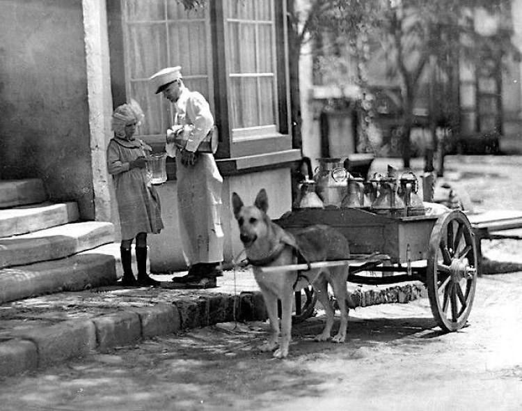 Milk delivery by dog cart, probably ca. 1910.jpeg