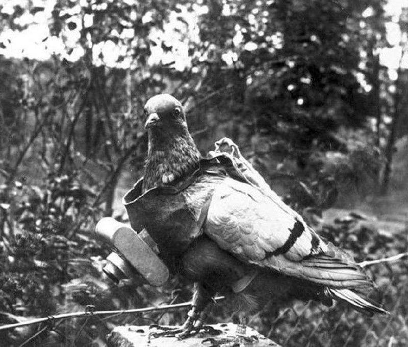 A pigeon equipped with a camera for taking pictures from the air, 1907.jpeg