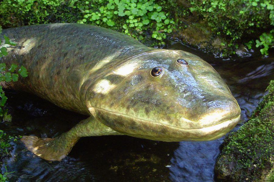 This is the extinct Tiktaalik, believed to be the relative of all 4-legged land vertebrates - including humans (375 mya).jpeg