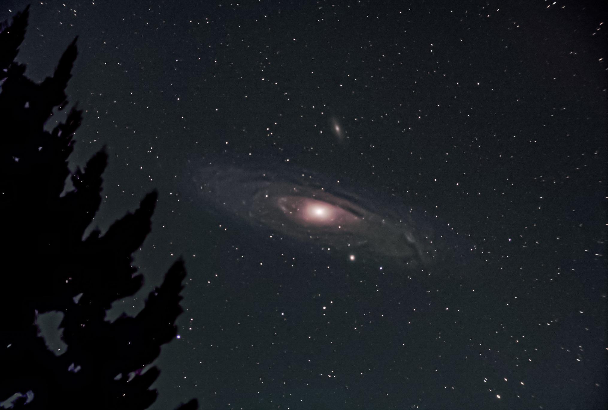 The Andromeda Galaxy Rising Beside A Tall Tree This Morning.jpeg