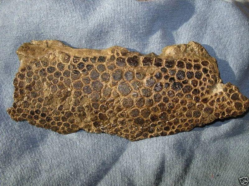 A piece of a fossilized dinosaur skin.png