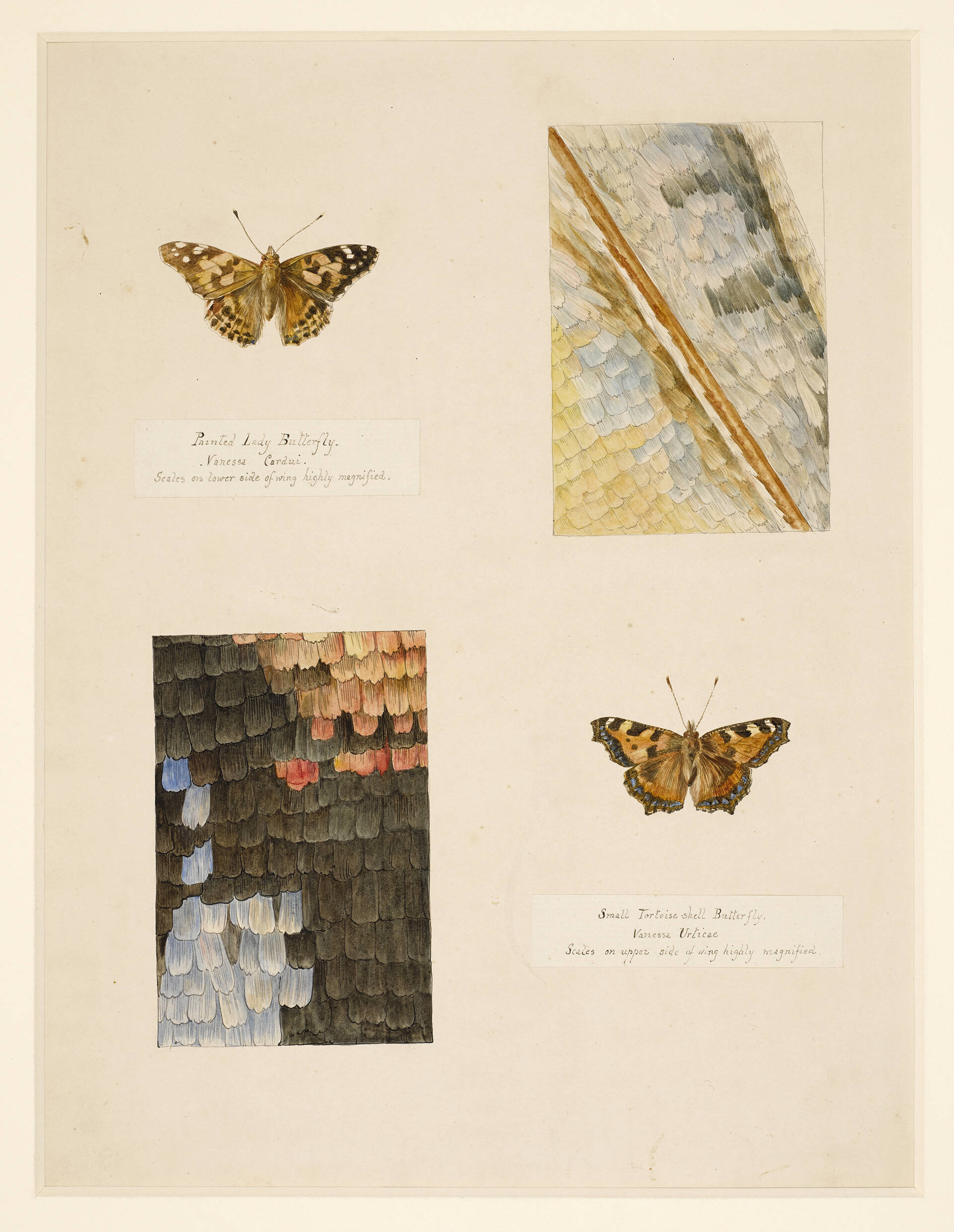Studies of a Tortoiseshell butterfly and a Painted Lady butterfly, with magnified studies of the wings, by Beatrix Potter, about 1887.jpg
