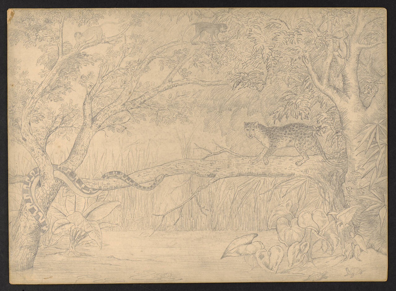 A jungle scene, copied from a book illustration, by Beatrix Potter, dated November 1876.jpg