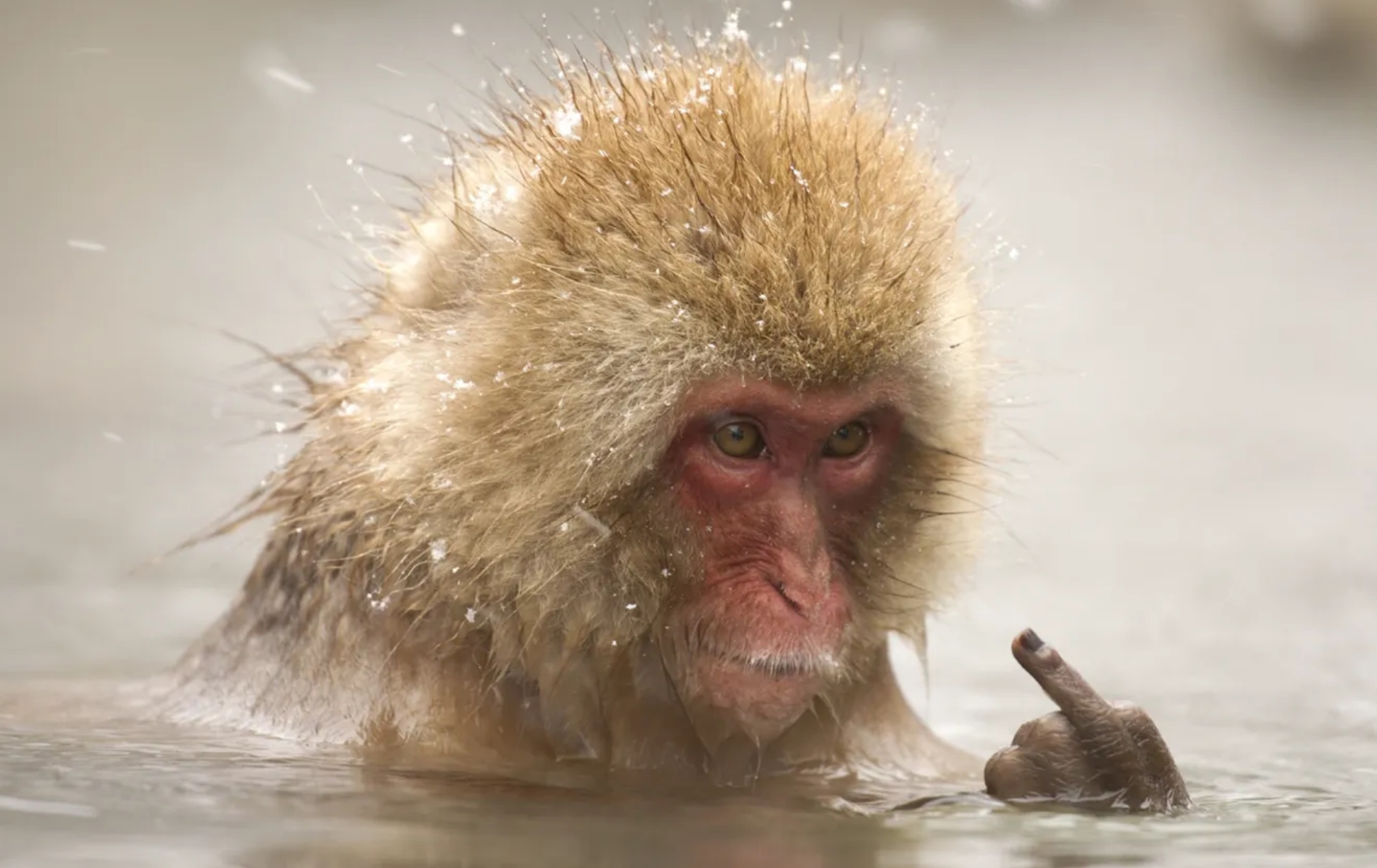 Обезьяна в японии в воде.jpeg