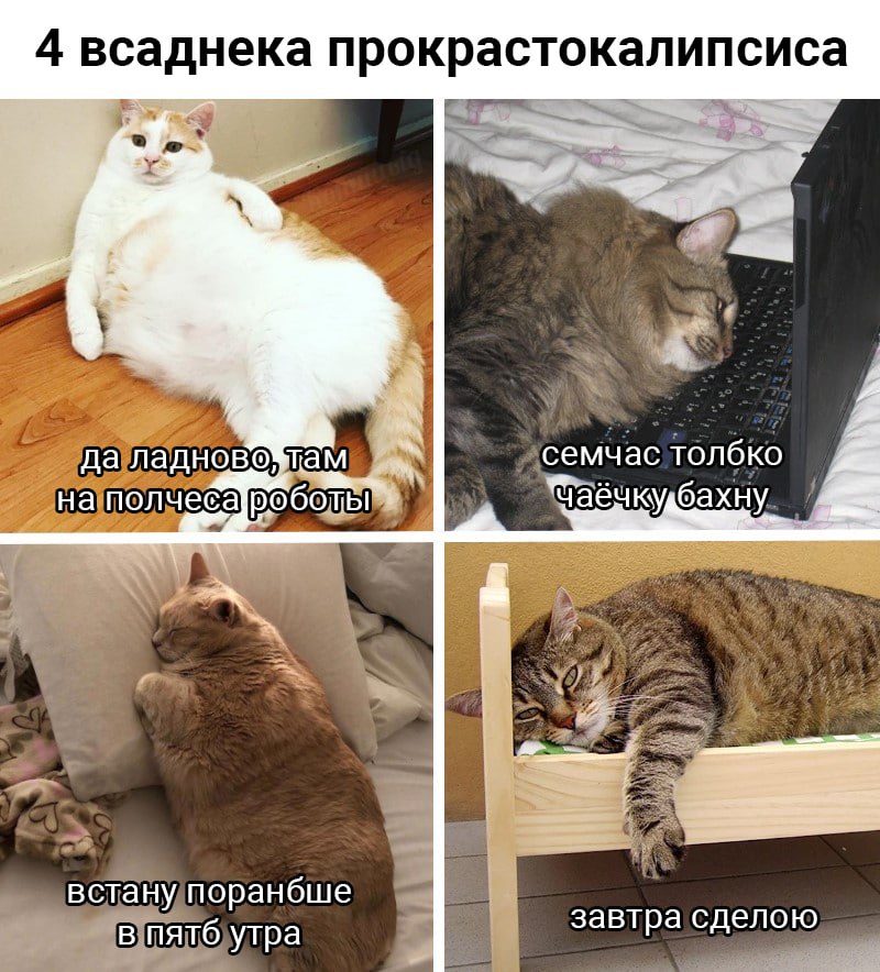 Се кот блед (c) Котицыд.jpg