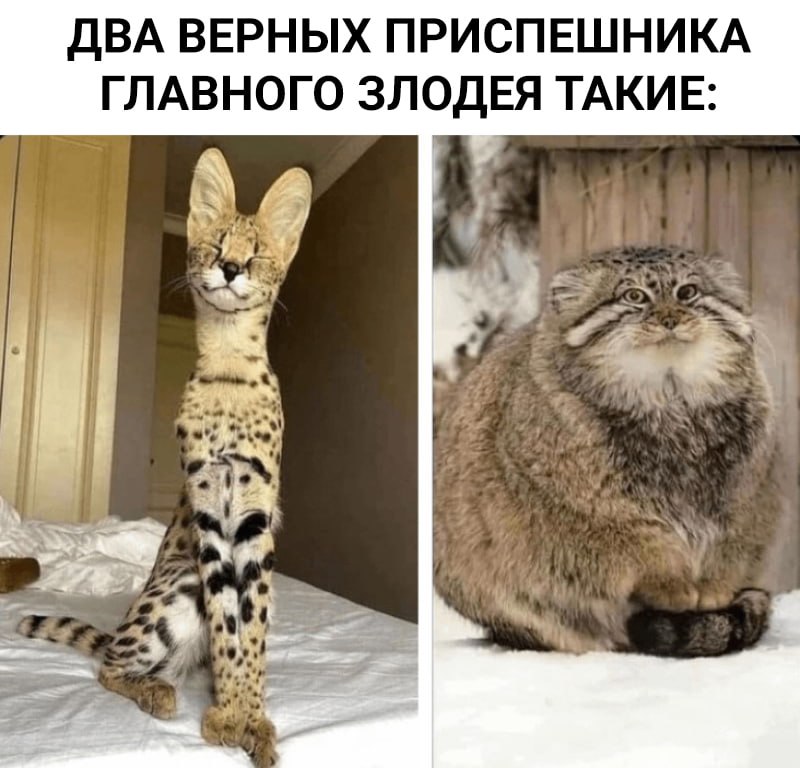 Evel Servants (c) Котицыд.jpg