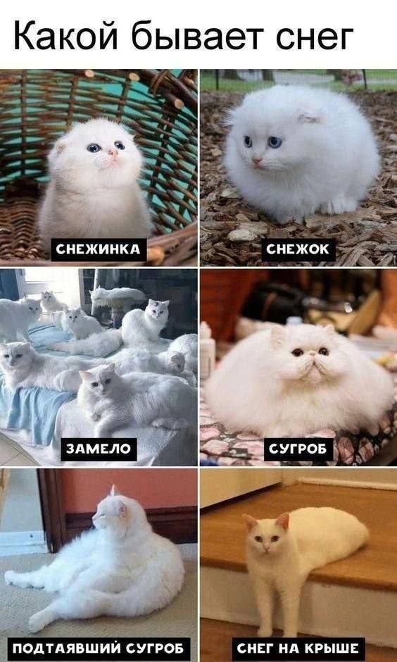 Снеговедение (С) Котицыд.jpg