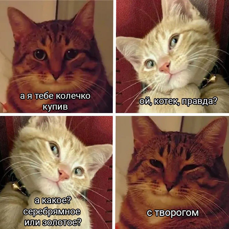 Brotherhood of the Ring (С) Котицыд.jpg